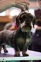 Crufts2011_2 1455